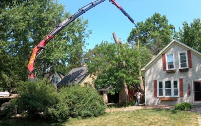 Safest Tree Removal